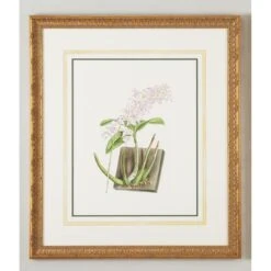 Dend Kingianum Painting By Chelsea House