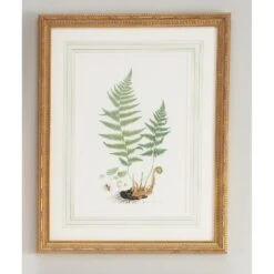 Curtis Ferns Print By Chelsea House