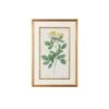 Botanical Plate Print By Chelsea House